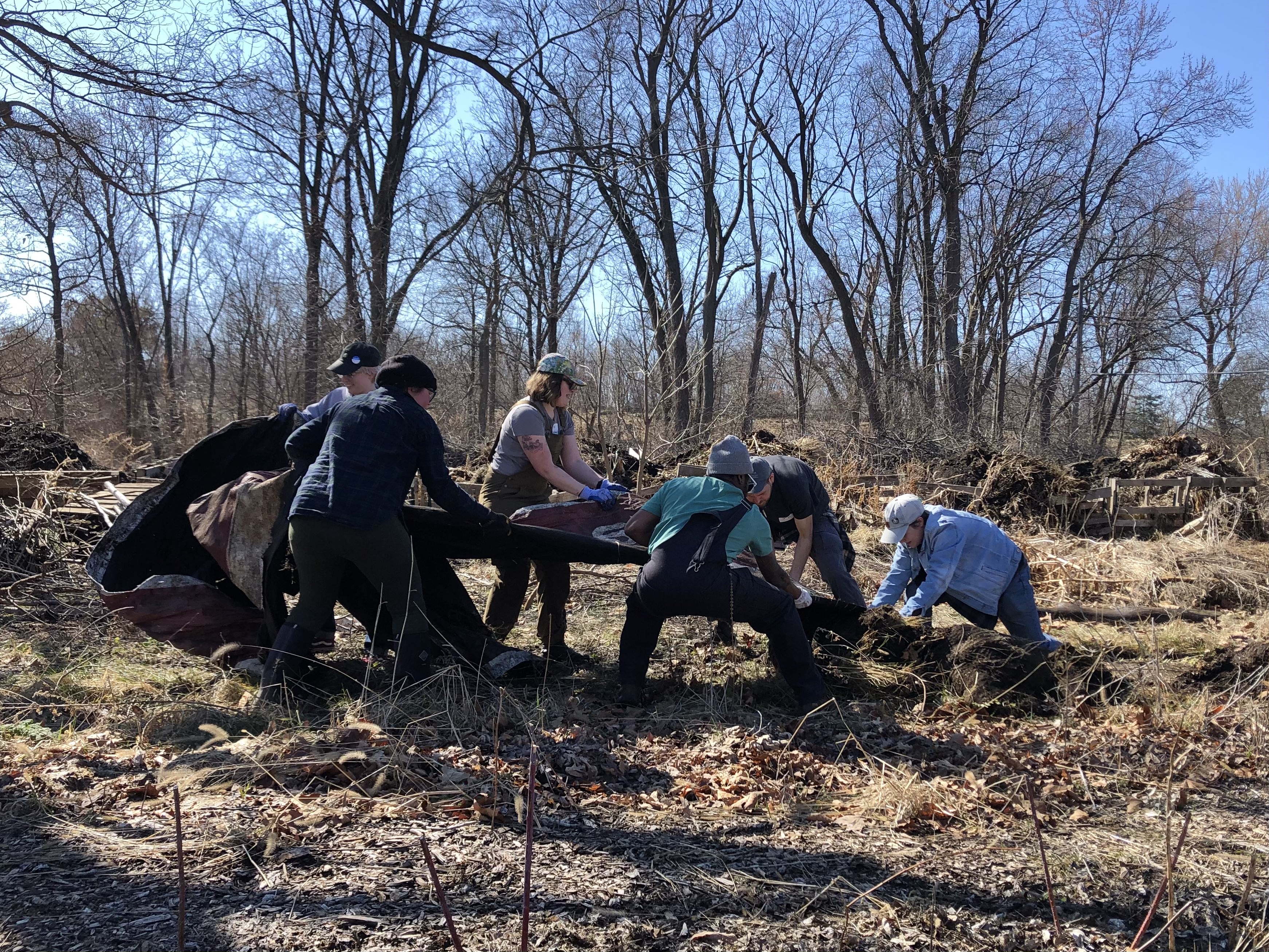 Six gardeners pull tarp from the ground.